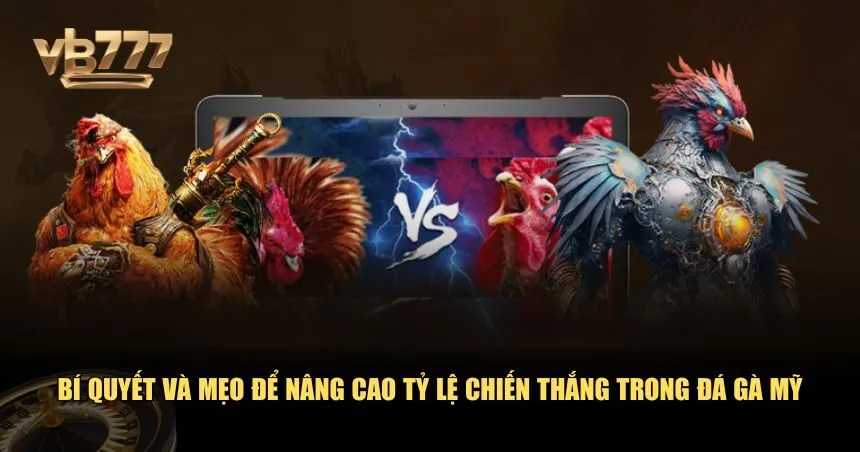 Bí quyết và mẹo để nâng cao tỷ lệ chiến thắng trong đá gà Mỹ