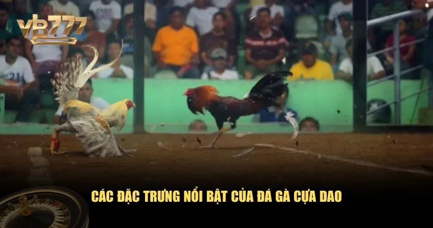 Đá gà cựa dao hấp dẫn bởi những yếu tố đặc trưng