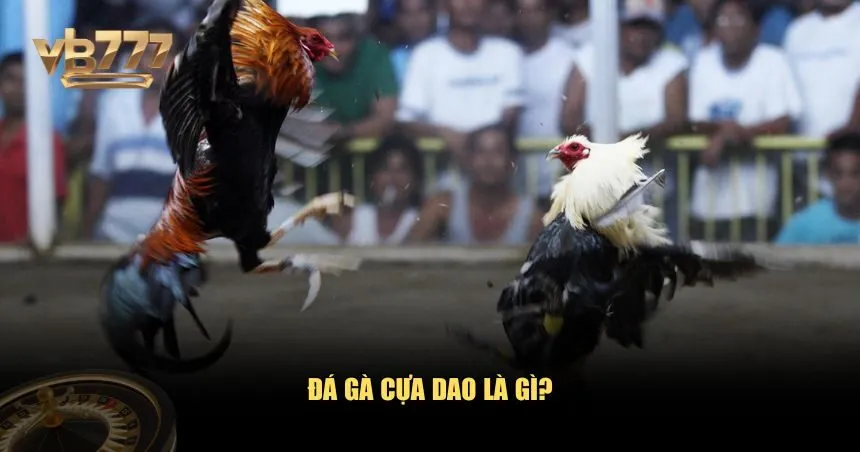 Đá gà cựa dao luôn nằm trong top những lựa chọn được nhiều người yêu thích