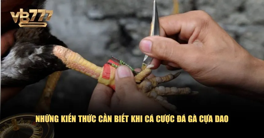 Những kiến thức cần biết khi cá cược đá gà cựa dao